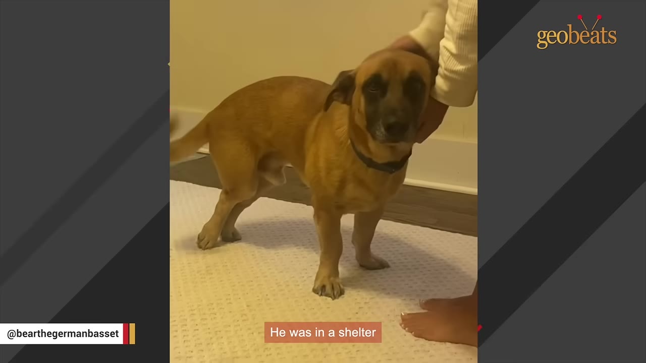 A medium-sized brown dog with a dark muzzle stands on a light-colored rug while being gently petted on the head.