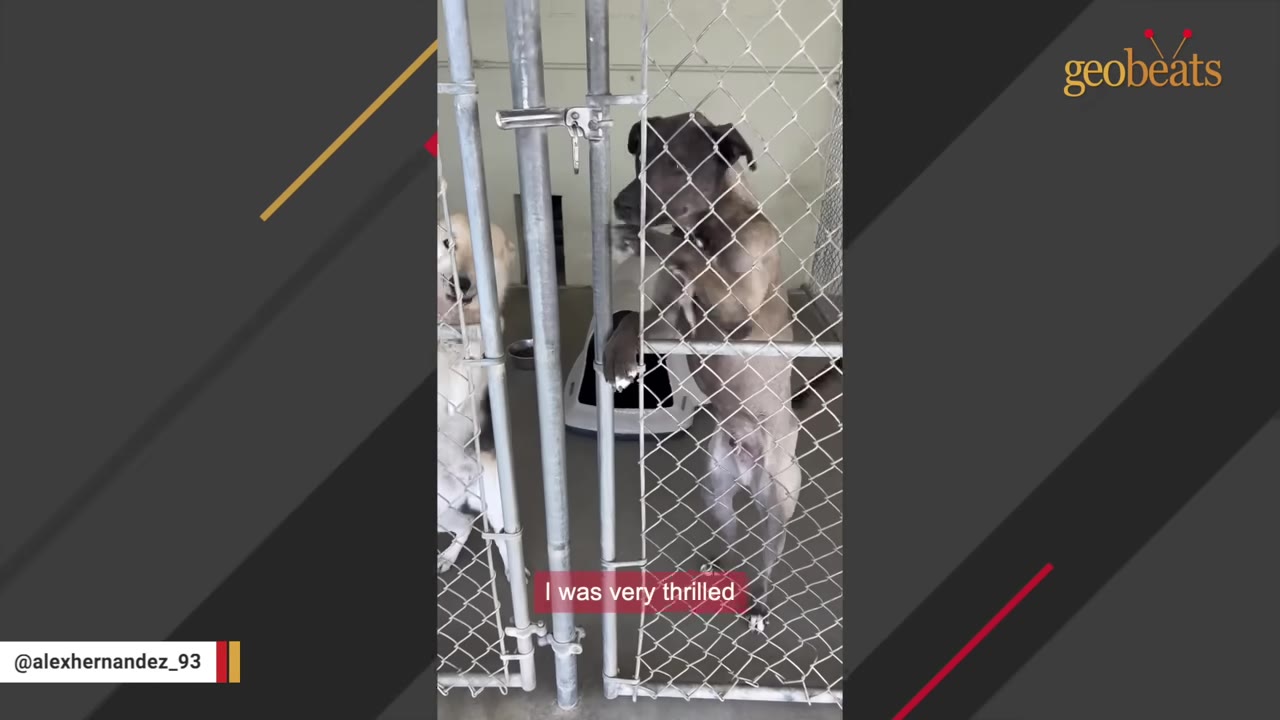A dark-colored dog stands on its hind legs, holding onto the chain-link gate of its kennel.