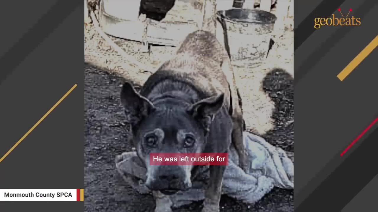 An older, dark-colored dog stands outside on a dirty blanket in a yard, looking directly at the camera with a sad expression.