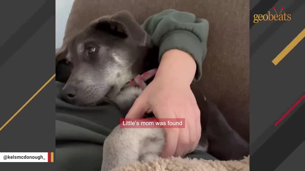 A close-up of a dark-furred dog resting its head on someone's lap while being gently petted on its paw.