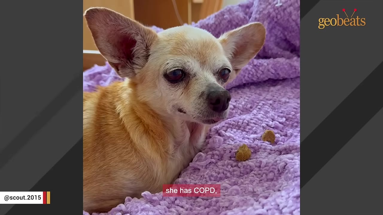 A close-up shot of a senior tan Chihuahua lying on a purple blanket, with a subtitle that reads 'she has COPD,'.
