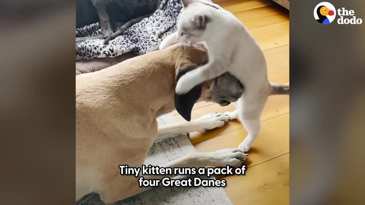 A small white kitten playfully pounces on the head of a large tan Great Dane lying on the floor.