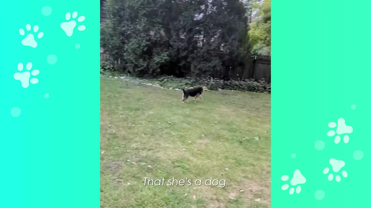 A medium-sized black and tan dog runs across a grassy backyard with trees in the background.