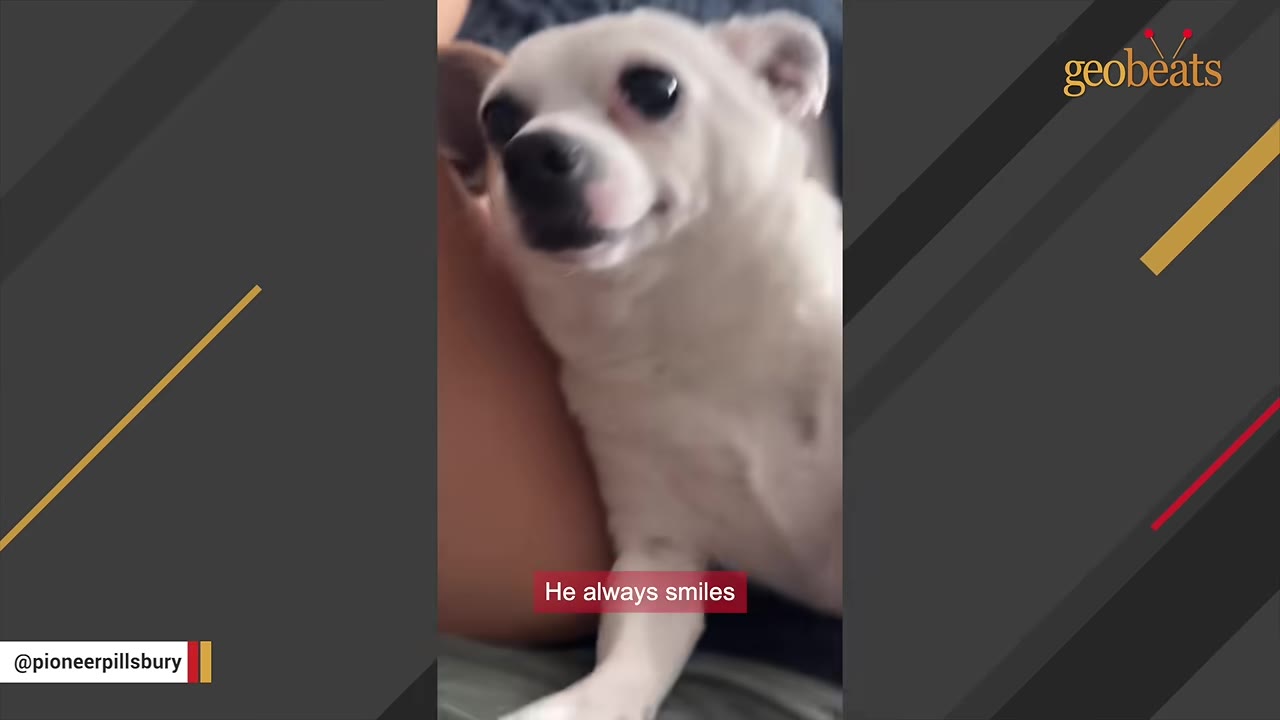A close-up of a small white dog looking up with a gentle smile on its face.