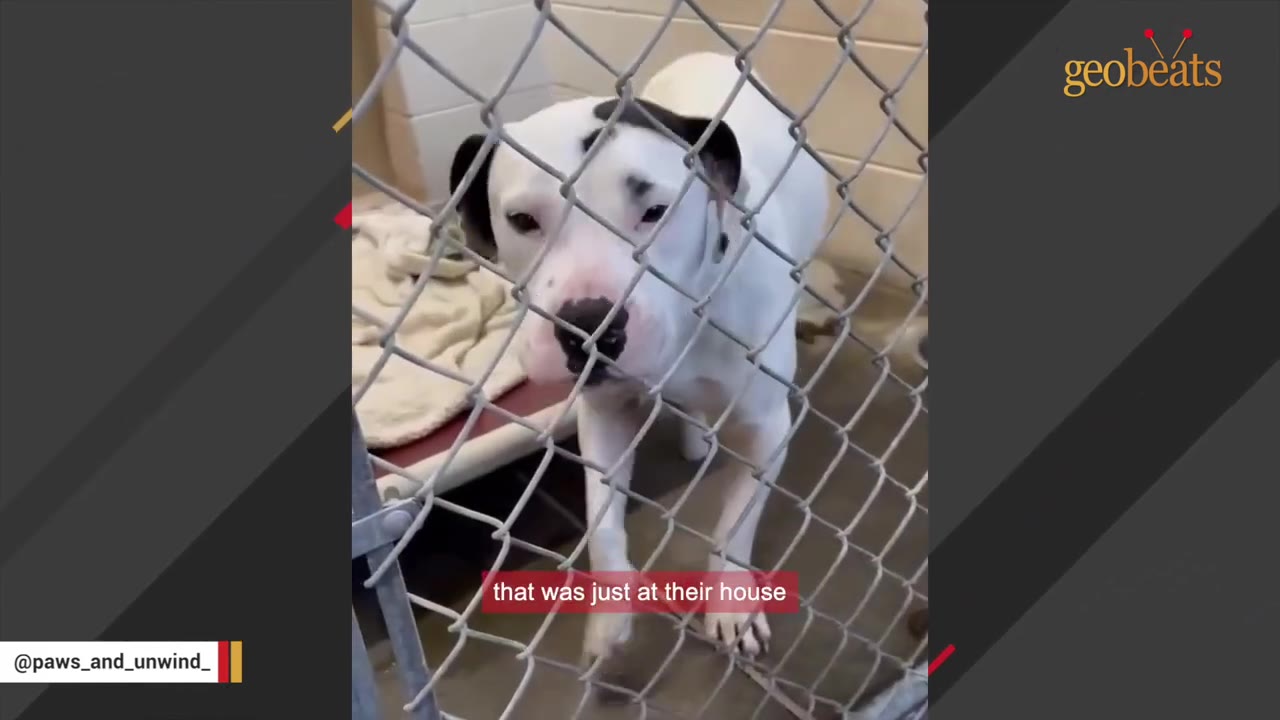 A white dog with black patches on its ears and face stands behind a chain-link fence, looking directly at the camera with a sad expression.