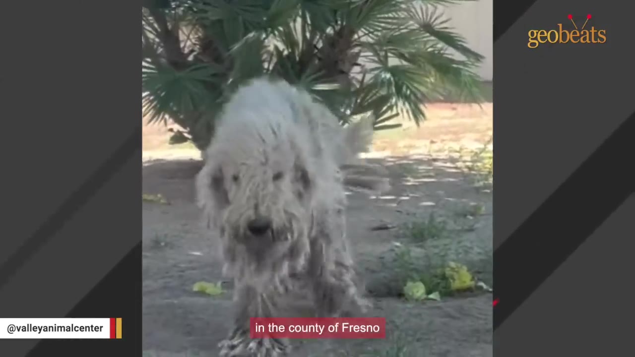 A stray dog with extremely matted, dirty grey fur walks outdoors on a dirt ground with a palm tree in the background.
