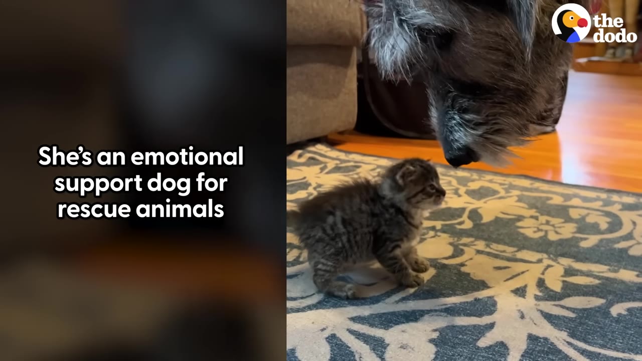 A large, scruffy grey dog gently lowers its nose to sniff a tiny, striped tabby kitten standing on a blue patterned rug.