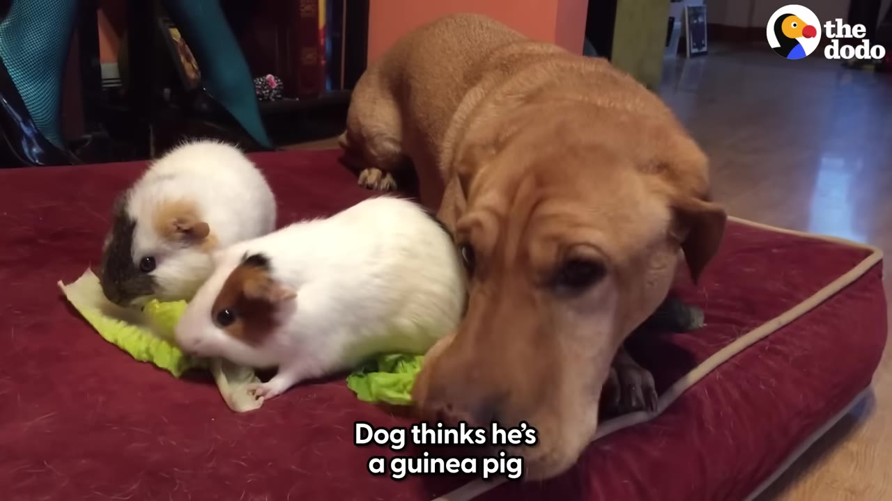 A tan dog lies on a red pet bed next to two guinea pigs eating lettuce leaves.