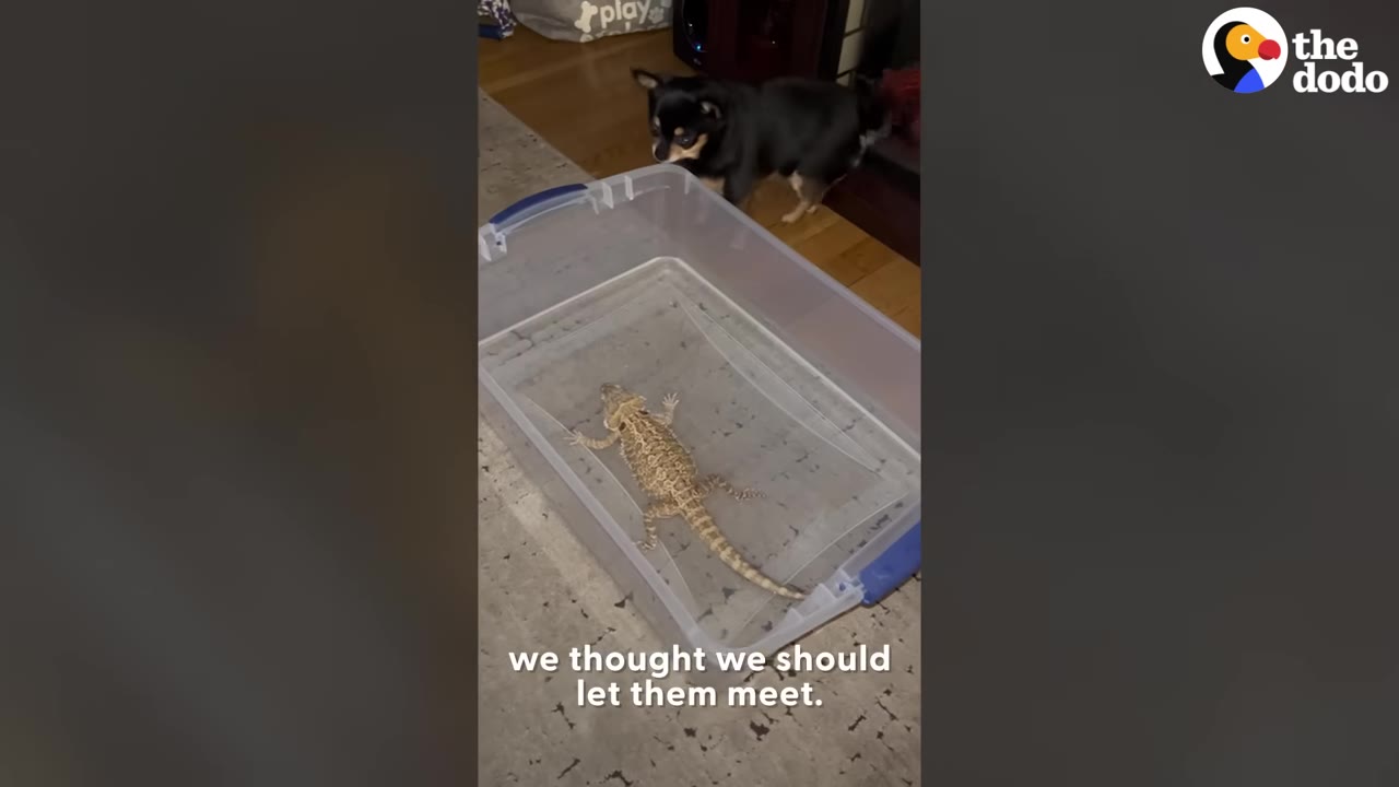 A small black and tan dog peers curiously into a clear plastic storage bin containing a bearded dragon.
