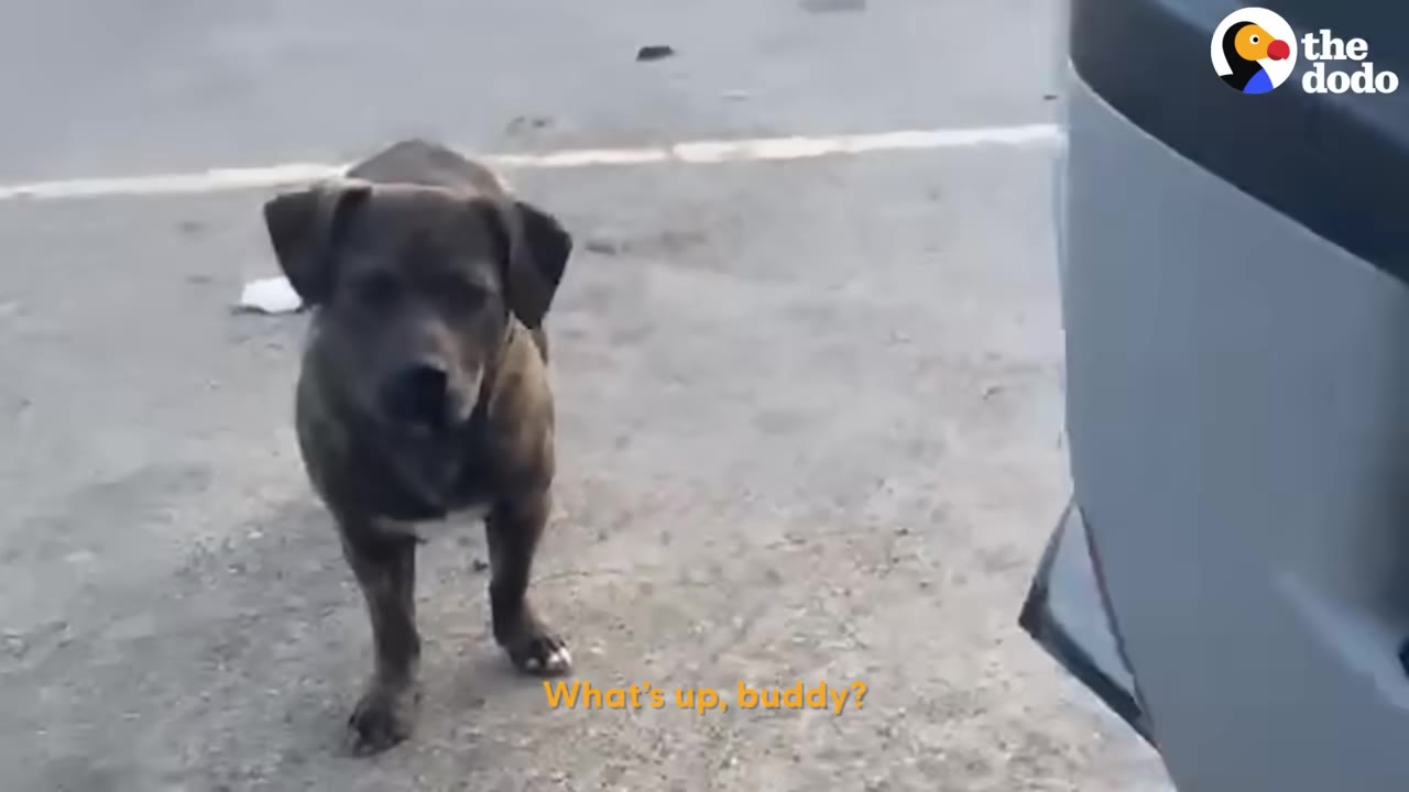 A dark brindle stray dog stands cautiously on a paved street, looking directly at the camera near the side of a vehicle.