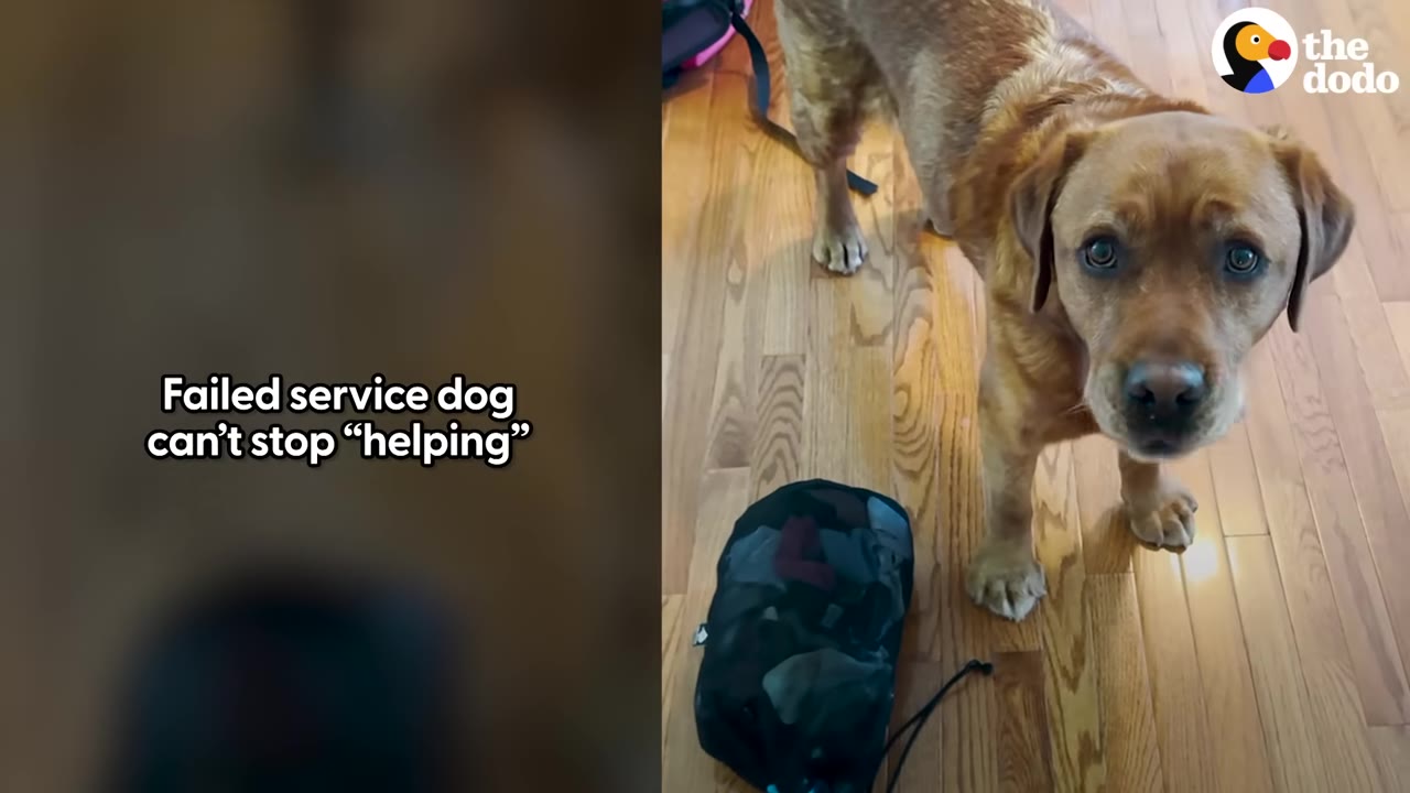 A brown dog stands on a wooden floor looking up at the camera next to a black mesh bag.