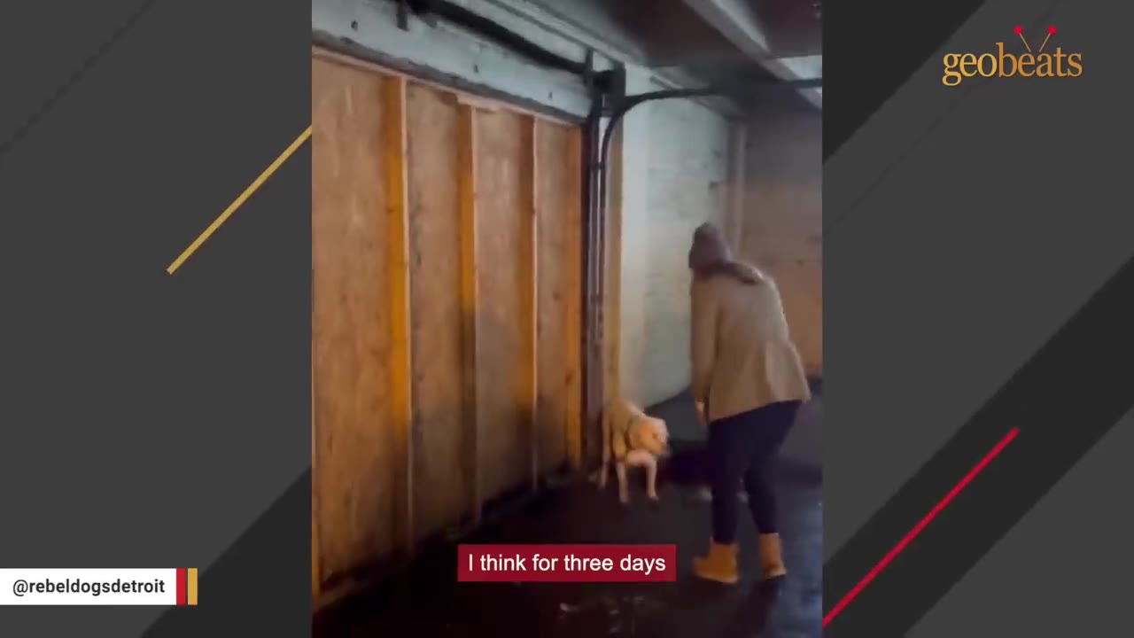 A dog tied to a post inside a garage complex next to a wooden wall, with a person approaching.