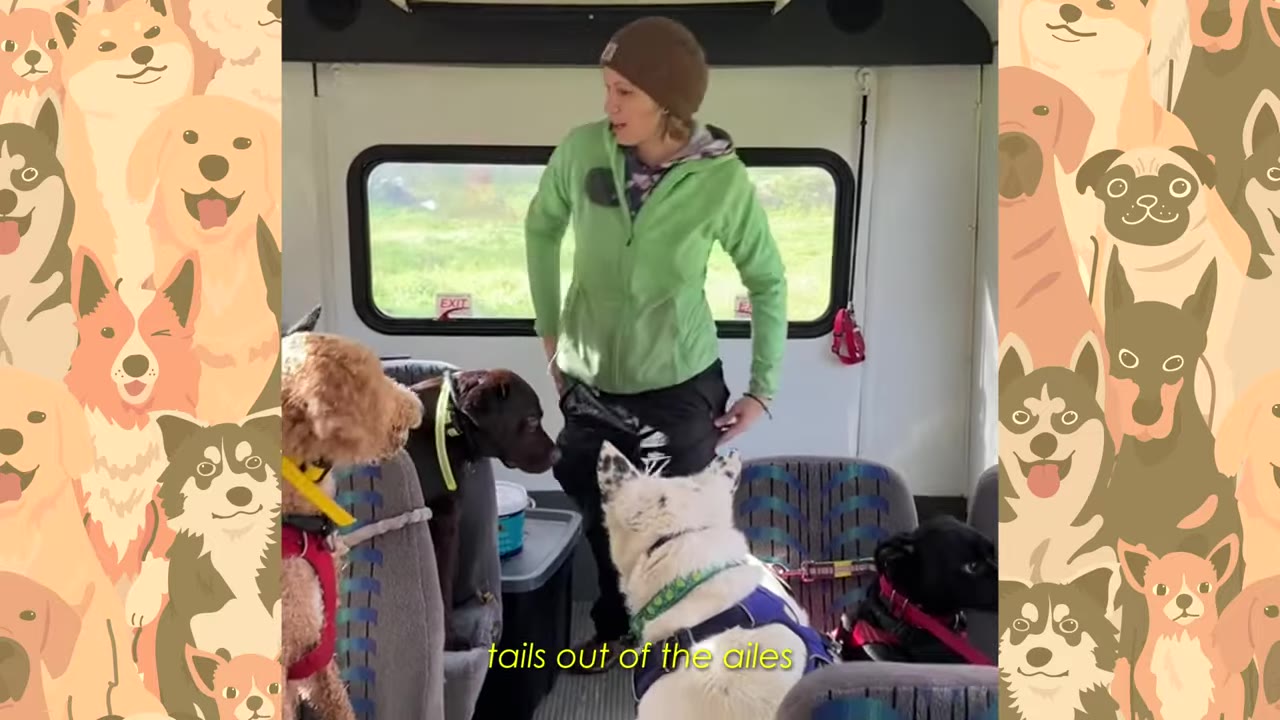 A woman in a green jacket stands in the aisle of a bus surrounded by several dogs sitting in the passenger seats.
