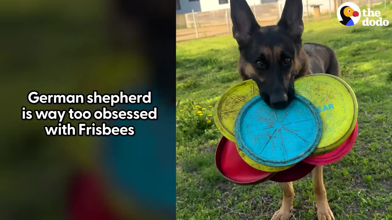 A German Shepherd stands on a grassy field holding a stack of multiple colorful Frisbees in its mouth, including blue, yellow, and red ones.
