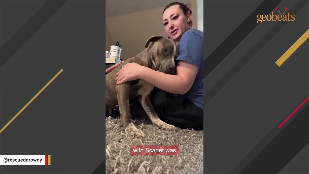 A brown and white dog sits on a shag carpet while a woman in a blue shirt gently hugs and comforts her.
