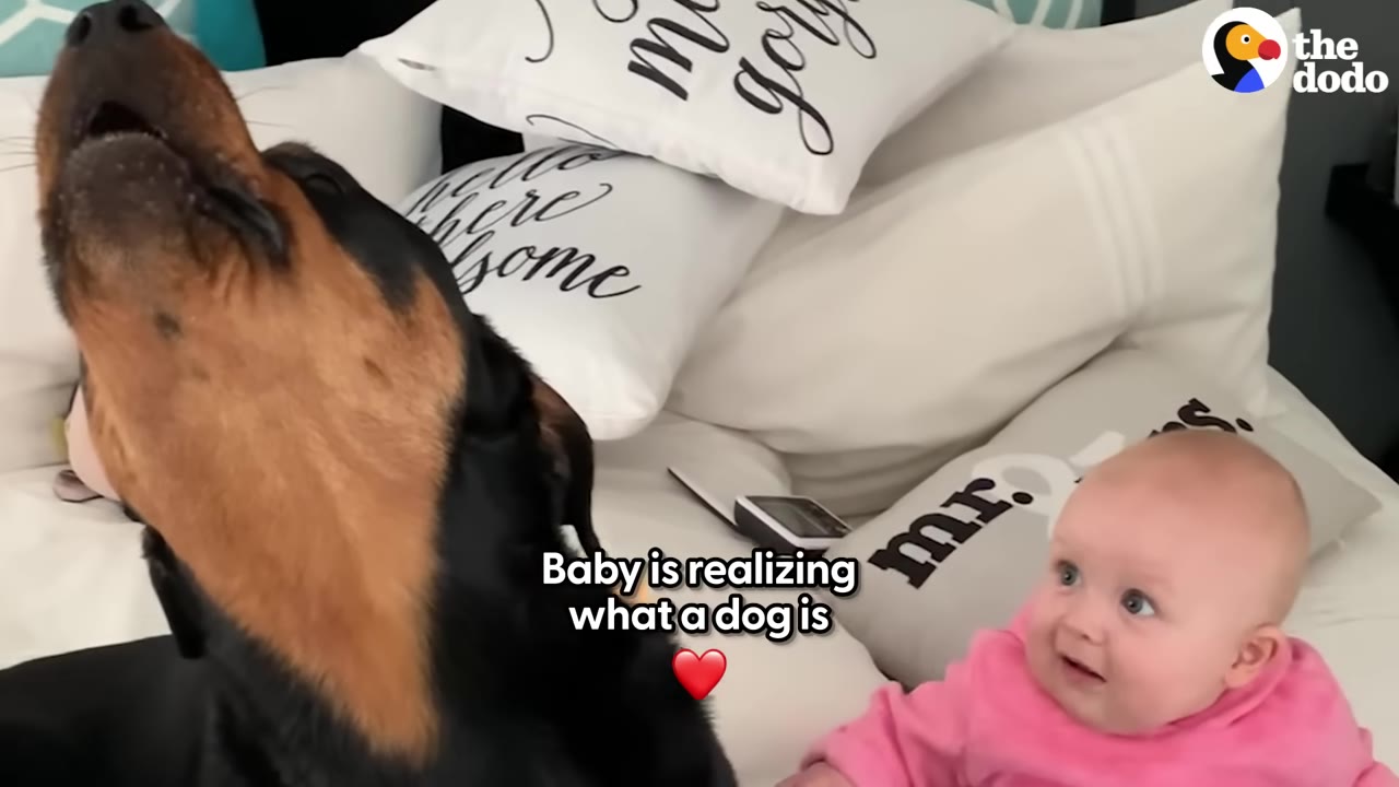 A black and tan Rottweiler tilts its head back to howl next to a baby in a pink shirt who looks on with wide eyes.