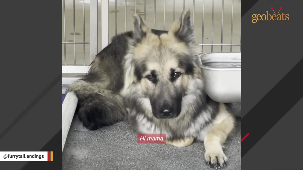 A close-up of a long-haired German Shepherd mix dog lying down inside a metal shelter kennel, looking directly at the camera with wide, sad, and anxious eyes.