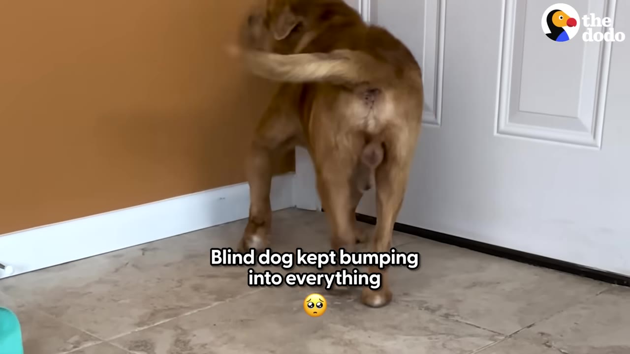 A brown dog seen from behind as it bumps its head against a brown wall next to a white door.