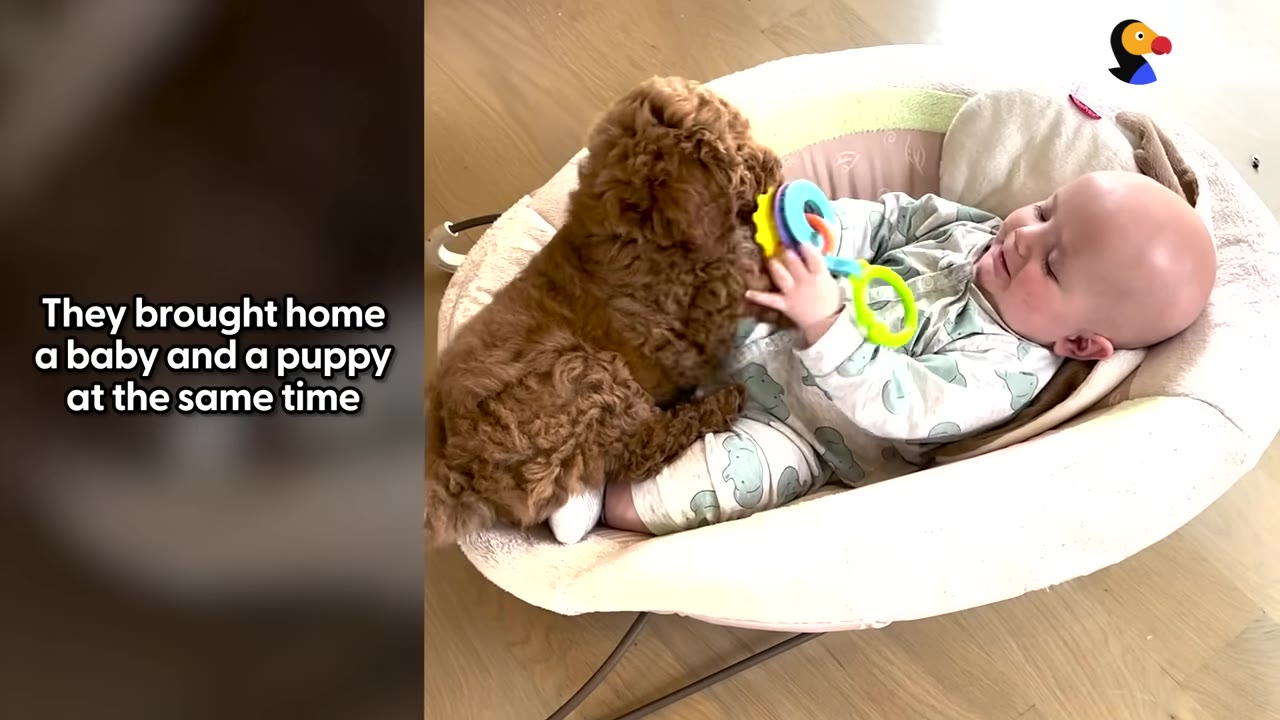 A baby lying in a bouncer smiles as a small, brown, curly-haired puppy climbs up next to them.