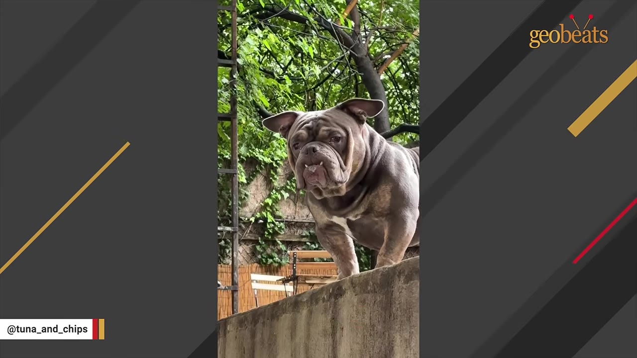 A grey bulldog with a prominent underbite stands on a concrete wall, looking directly at the camera against a background of green foliage.