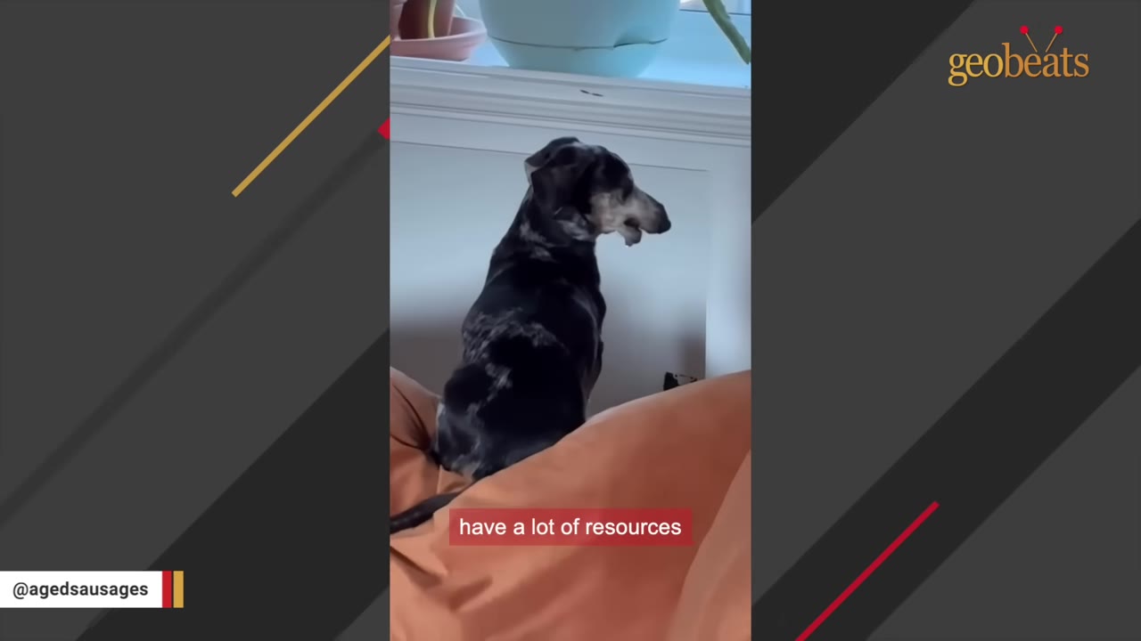 A senior dapple dachshund sitting on an orange cushion, looking towards a window.