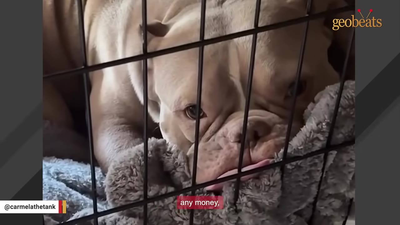 A close-up shot of a light brown and white muscular dog with wide, shy eyes looking out from inside a wire crate, resting its chin on a grey blanket.