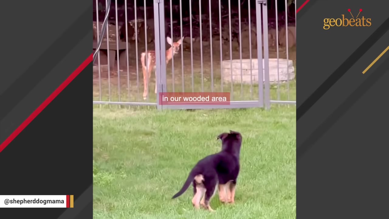 A black and tan puppy stands on a green lawn, looking through a metal fence at a young deer standing in a wooded area.