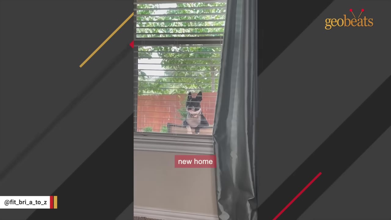A black and white Boston Terrier peers through a window with blinds from outside, with a wooden fence visible in the background.