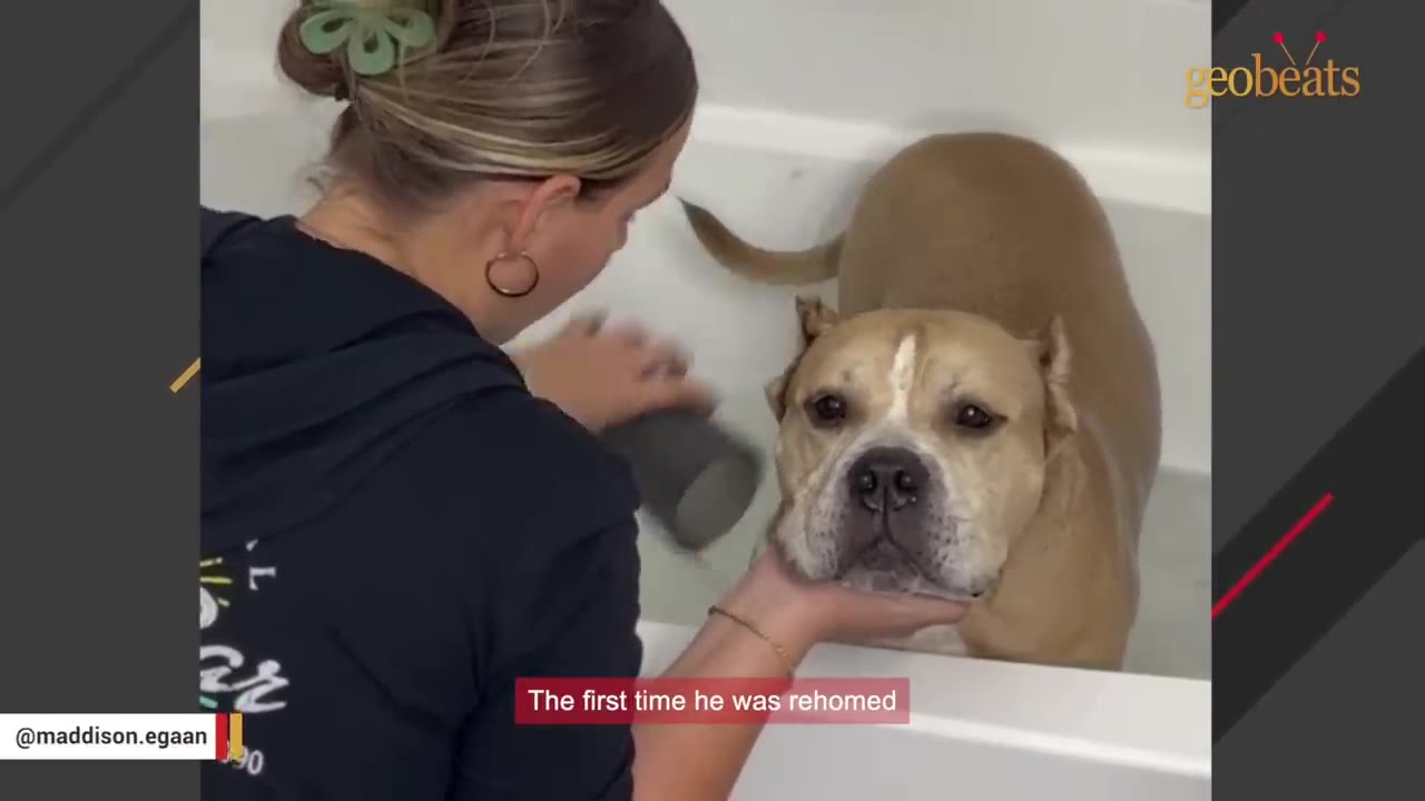 A tan and white dog with cropped ears stands in a bathtub, looking directly at the camera with a sad expression, while a woman gently supports his chin with her hand.