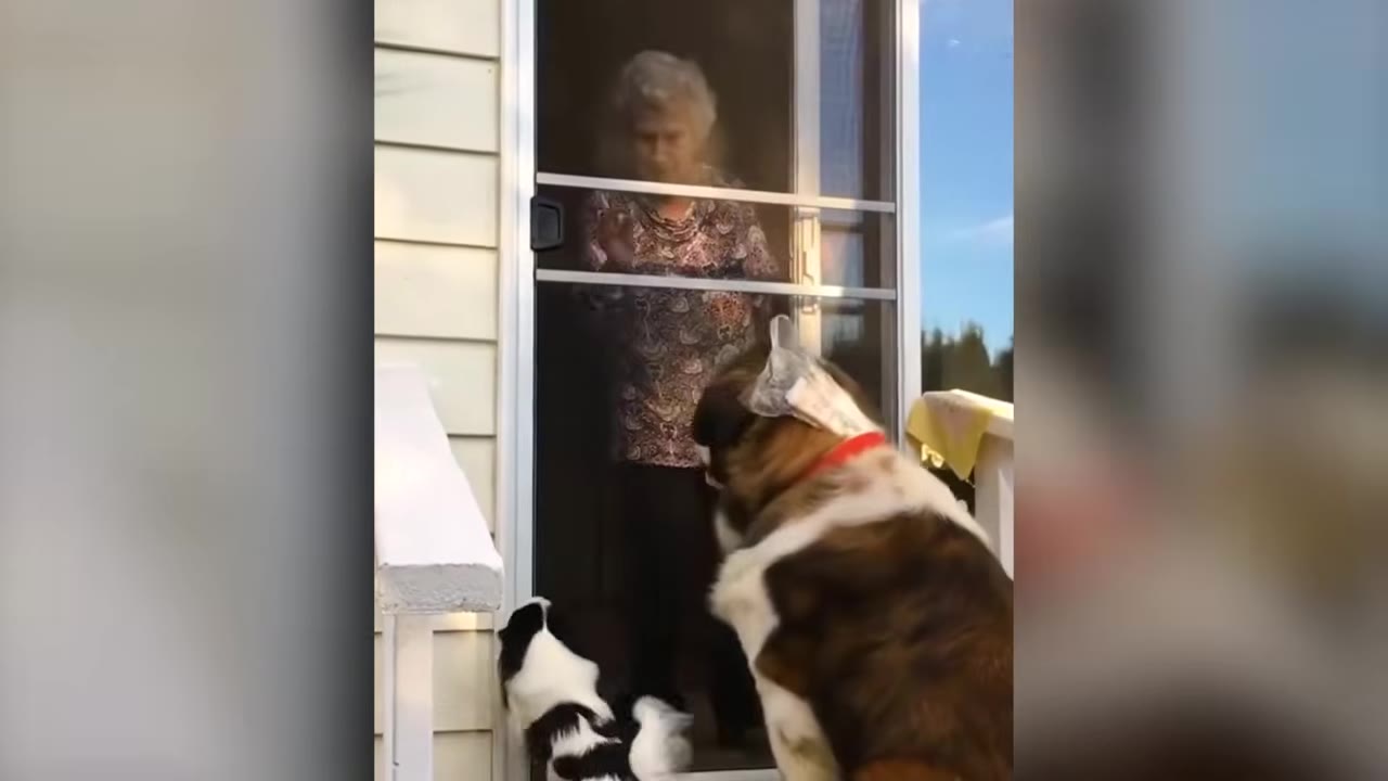 A large brown and white dog stands on a doorstep, waiting patiently in front of a screen door where an elderly woman is visible inside.
