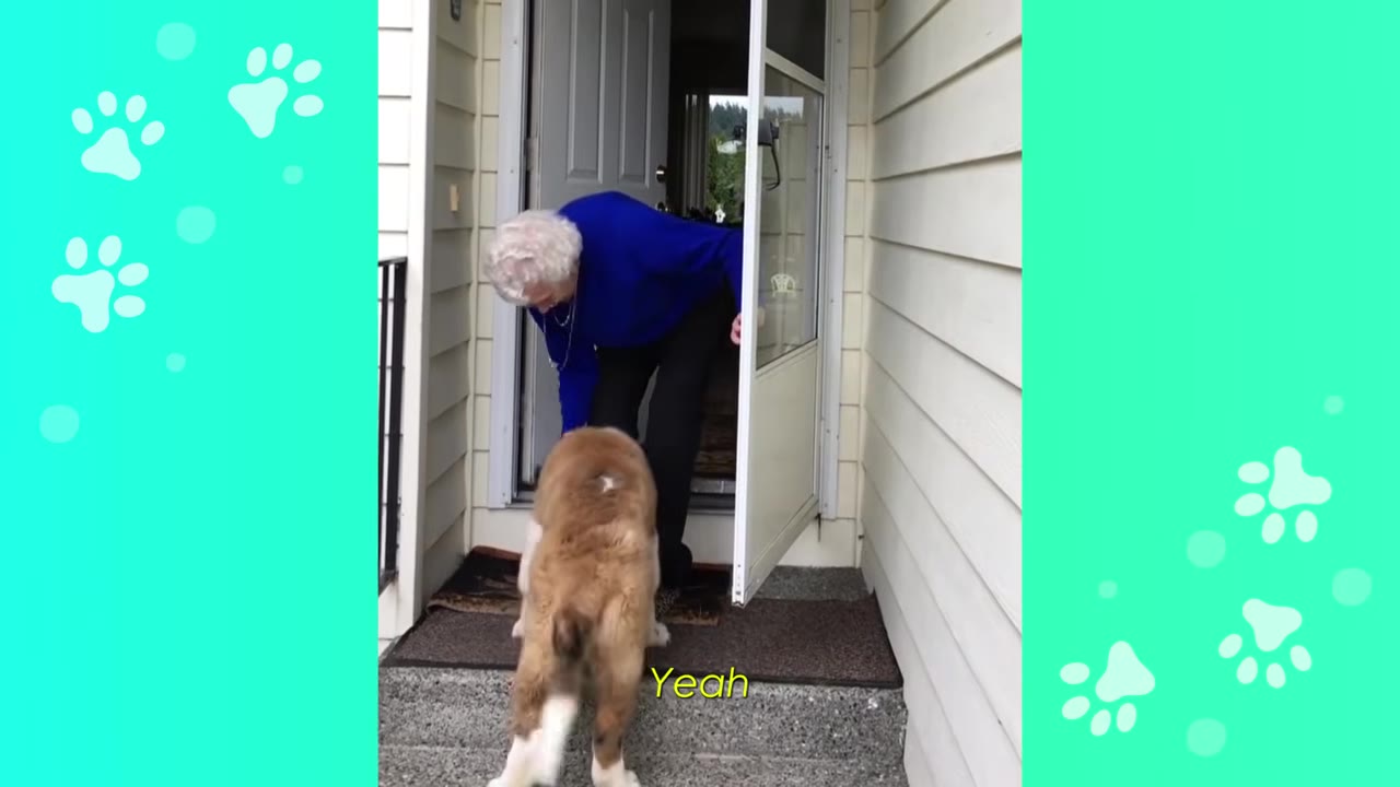 An elderly woman in a blue sweater bends down to greet a large brown and white dog at her front door.