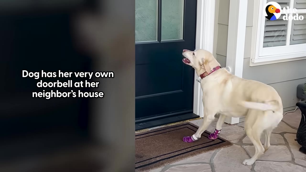 A yellow Labrador retriever wearing purple booties stands on a stone porch, looking up eagerly at a dark front door.