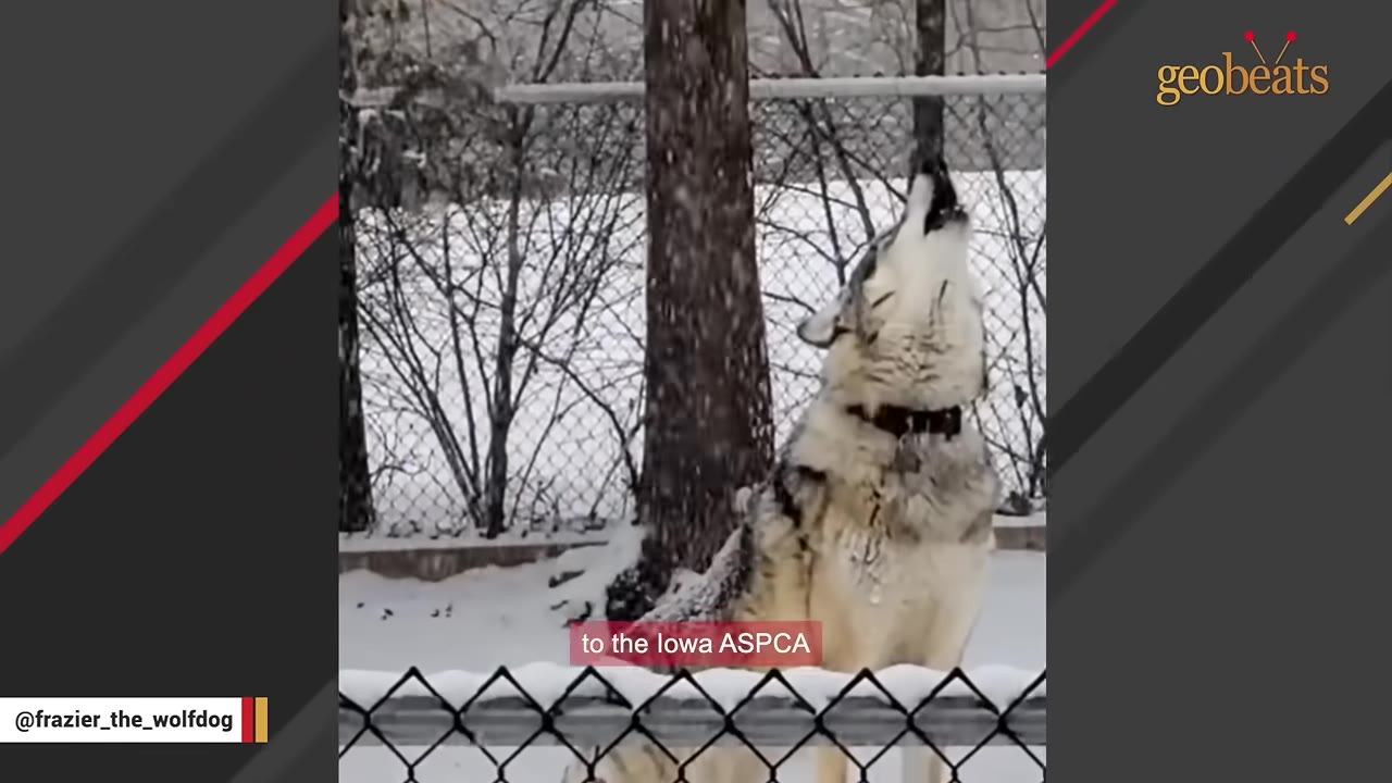 A wolfdog stands in a snowy outdoor enclosure behind a chain-link fence, howling with its head tilted back.