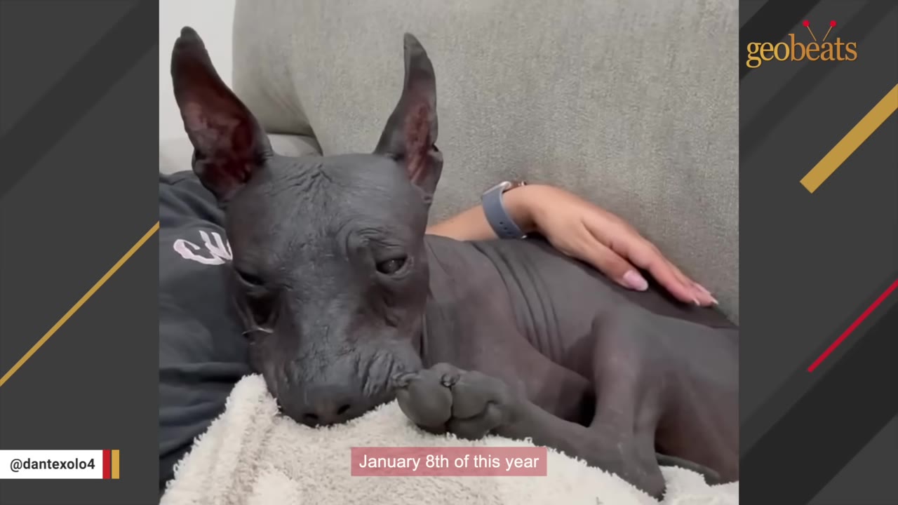 A hairless dog lies down with its head resting on a white blanket while a person's hand gently rests on its back.