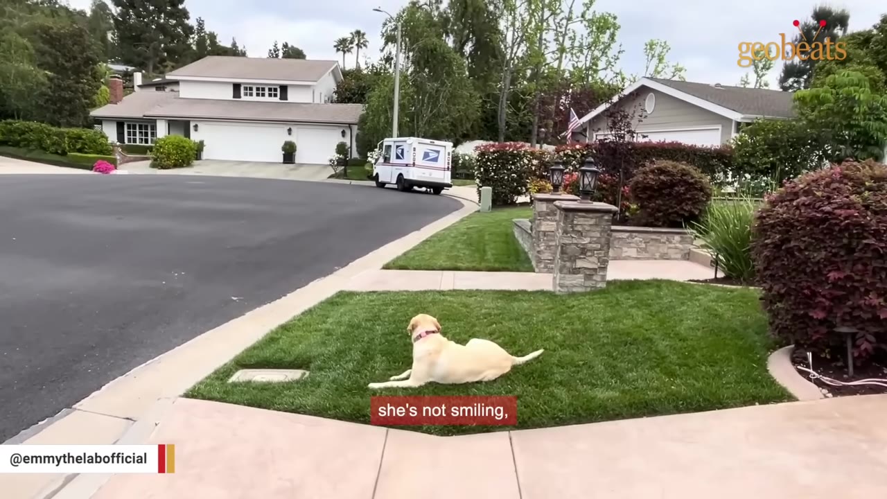 A yellow Labrador retriever lies on a green lawn, staring intently at a US Postal Service mail truck parked down the street.