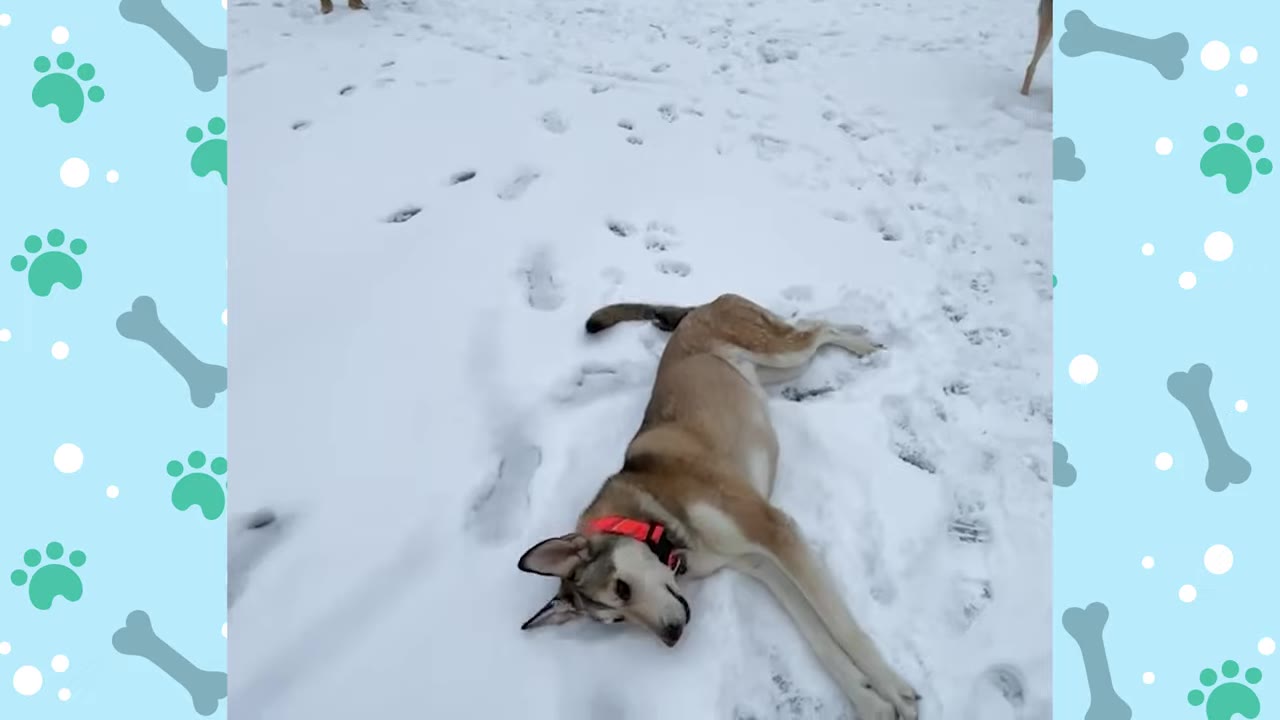 A tan and white dog wearing a red collar lies happily on its side in a field of fresh snow, looking towards the camera.