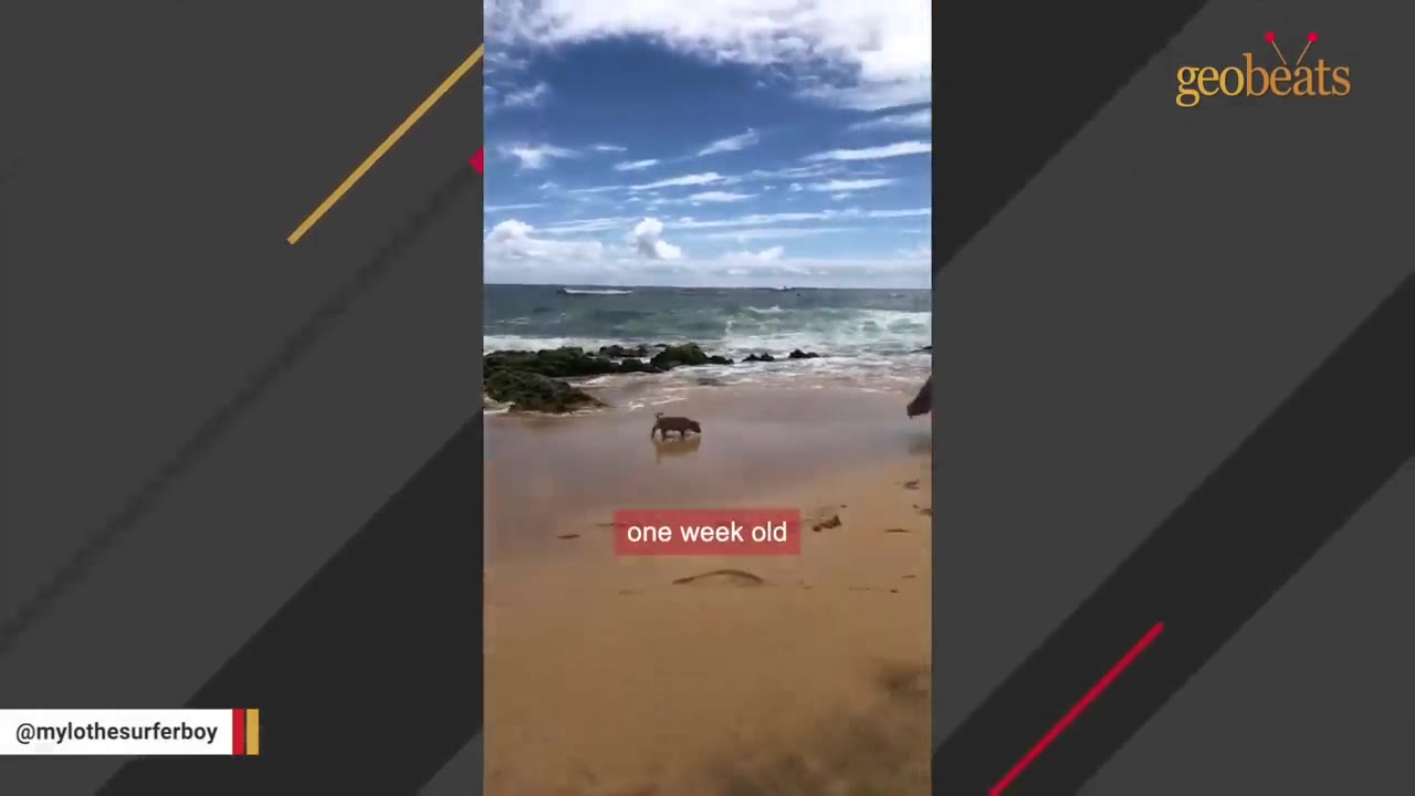 A tiny brown puppy walks on a sandy beach near the ocean waves under a blue sky, with a text overlay that reads 'one week old'.