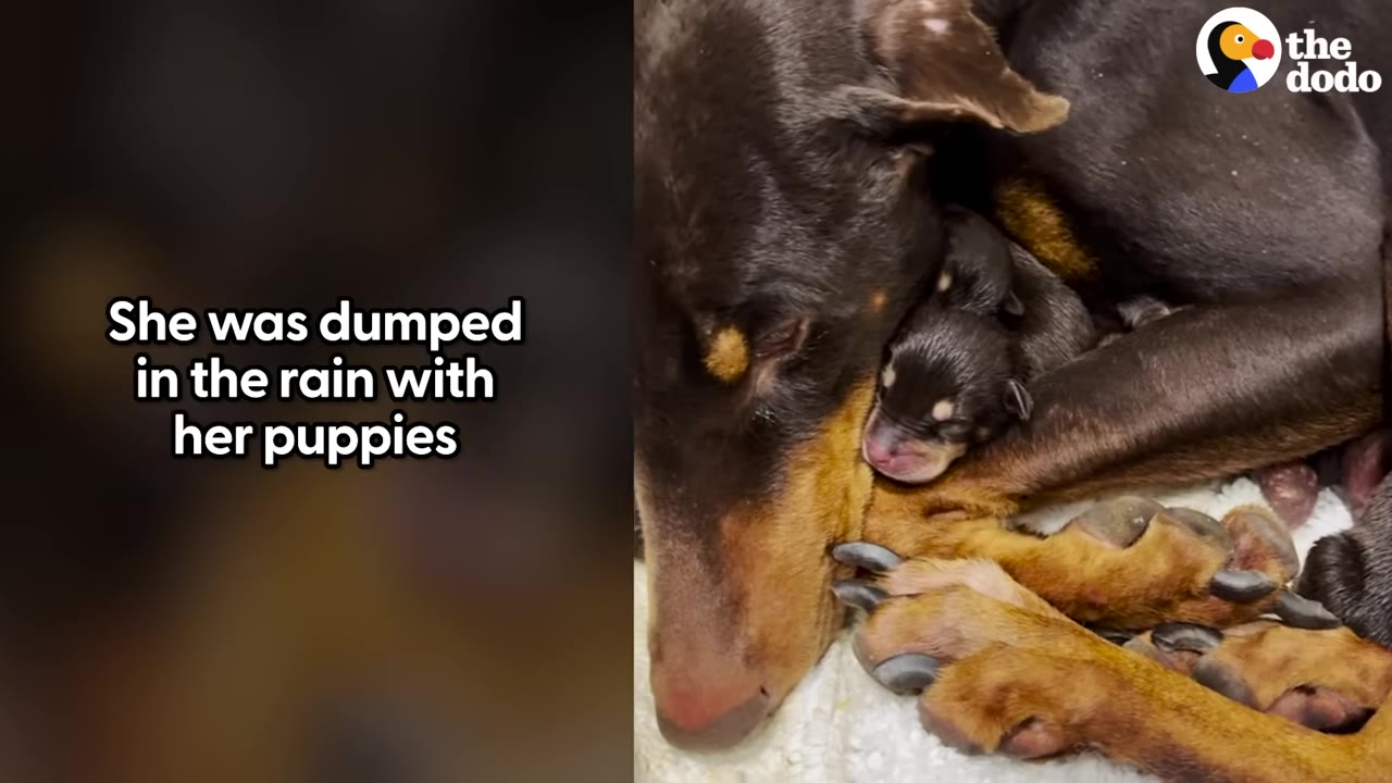 A close-up of a brown and black mother dog curled up tightly, snuggling her tiny, newborn puppy close to her face.