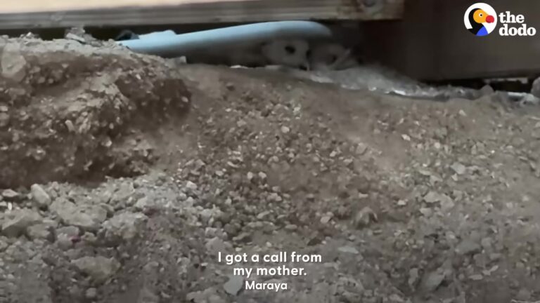 Hawaii Woman Hears Cries From An Abandoned Property And Calls In A Surprising Rescue Squad