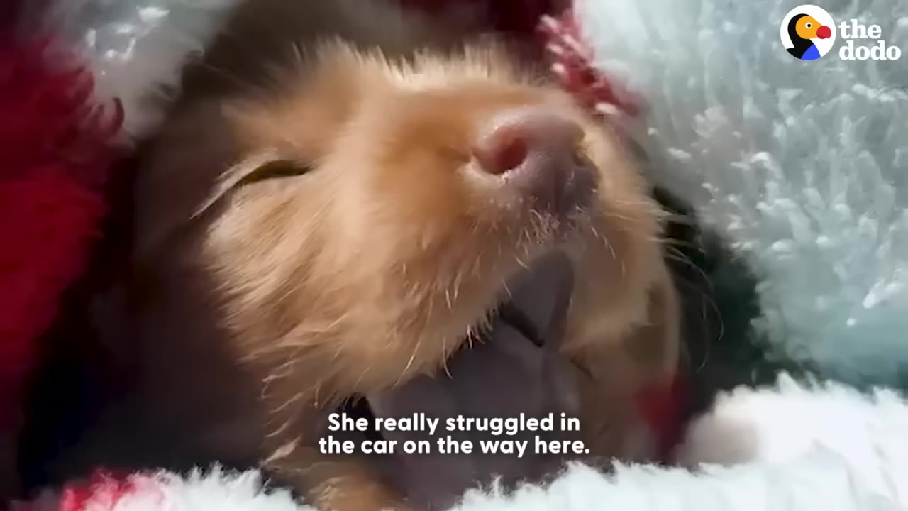 A close-up of a tiny, light brown puppy wrapped in a blanket, looking distressed with its mouth slightly open.