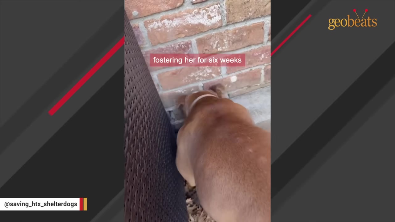 A brown dog with its head pressed into a corner against a brick wall, appearing terrified and shut down.