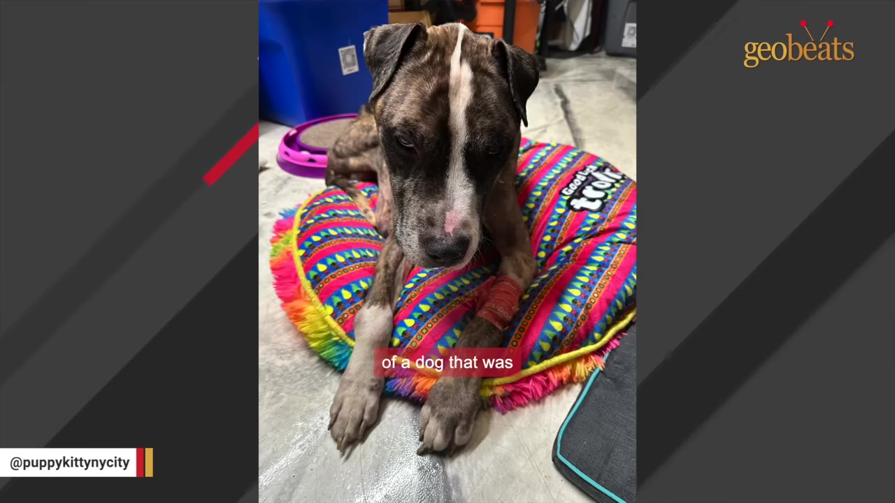 A thin brindle and white dog with a sad expression lies on a colorful patterned pet bed, with a red bandage wrapped around its front leg.