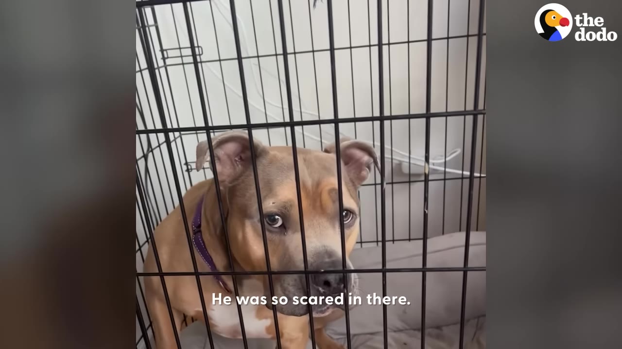 A brown and white dog with a purple collar sits inside a wire crate, looking out with wide, fearful eyes.