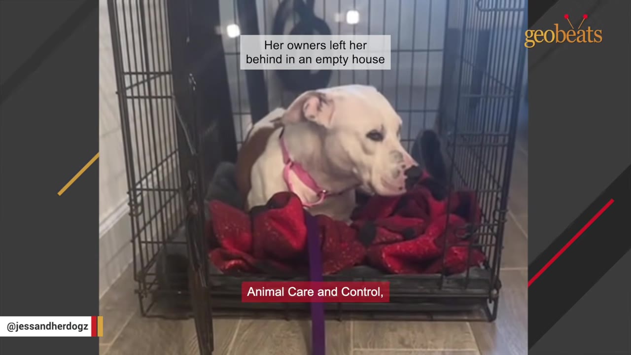 A white and brown dog with a pink collar sits timidly inside a wire crate on a red blanket.
