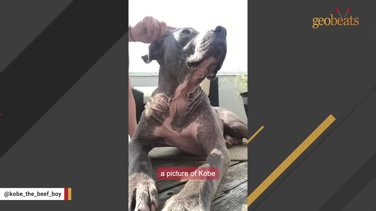 A grey senior dog named Kobe lies on a wooden deck while a hand gently pets his head.