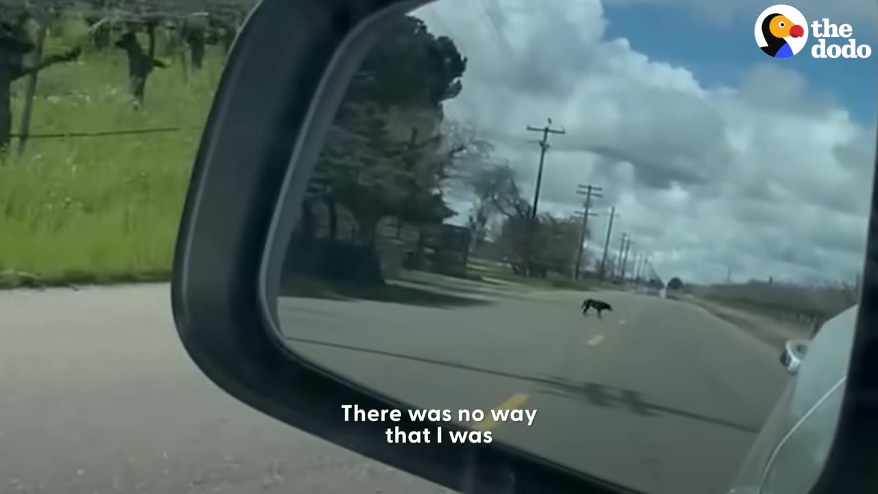A view of a car's side-view mirror showing a small black dog standing in the middle of an empty road behind the vehicle.