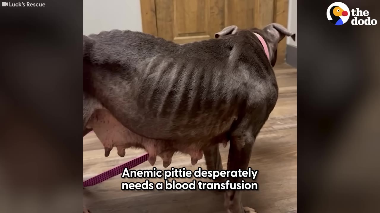 A side view of an extremely thin, emaciated grey pit bull-type dog with highly visible ribs and spine standing on a wooden floor.