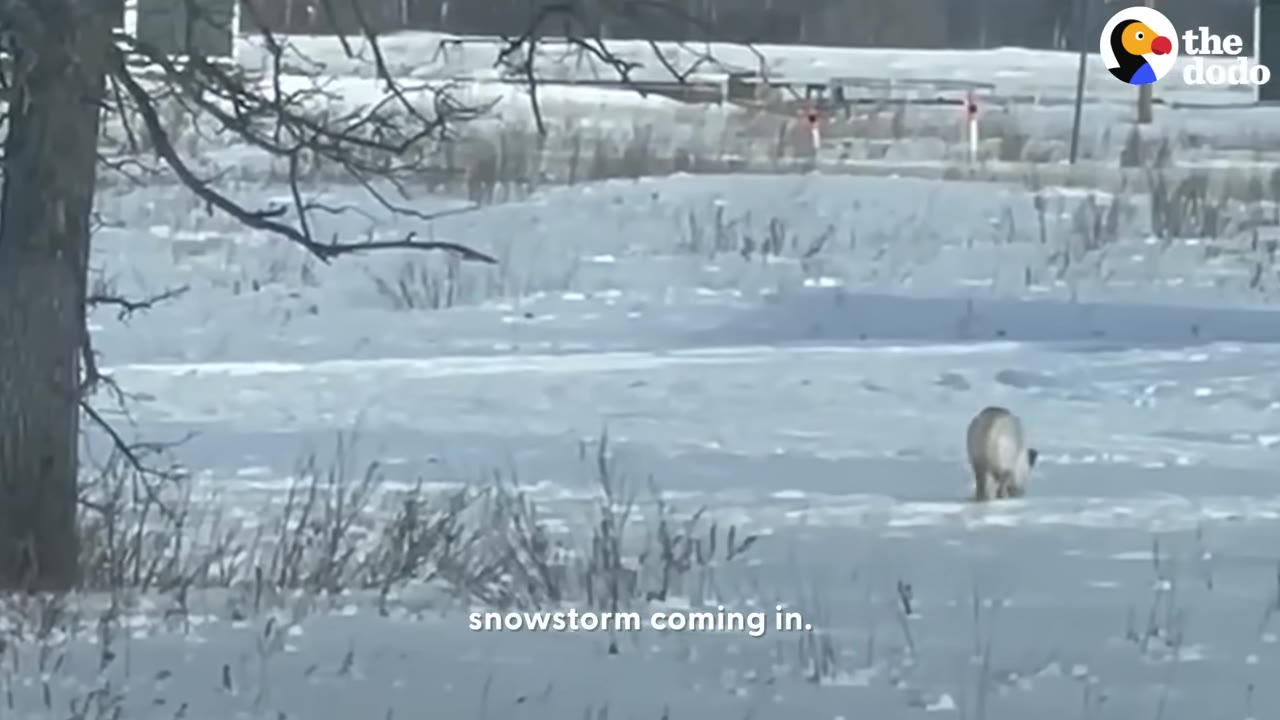 A light-colored dog runs away across a snowy field, keeping its distance from the camera.