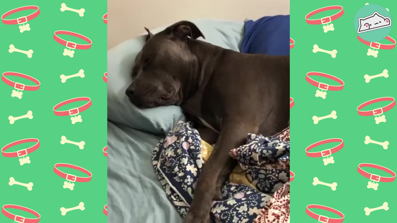 A dark brown dog resting its head on a light blue pillow while lying in bed.