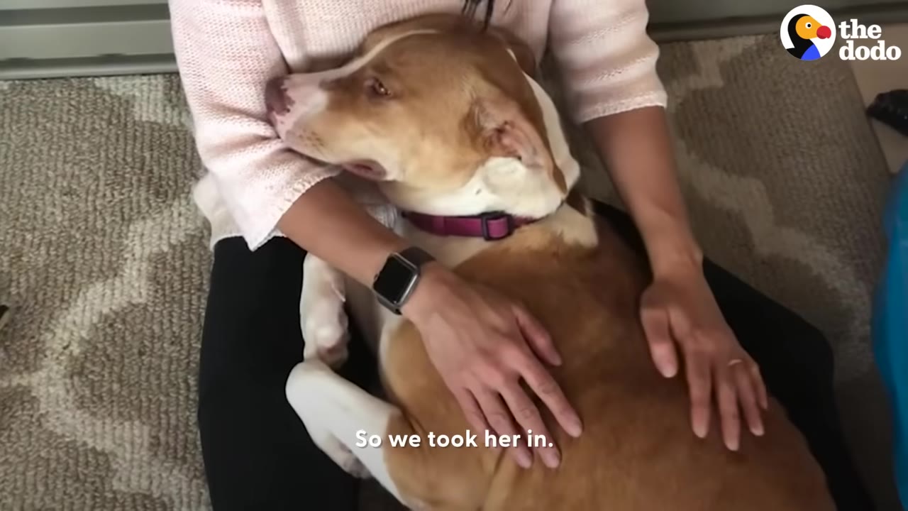 A tan and white dog wearing a pink collar rests her head in the lap of a person wearing a light pink sweater and black pants, who is gently petting her.